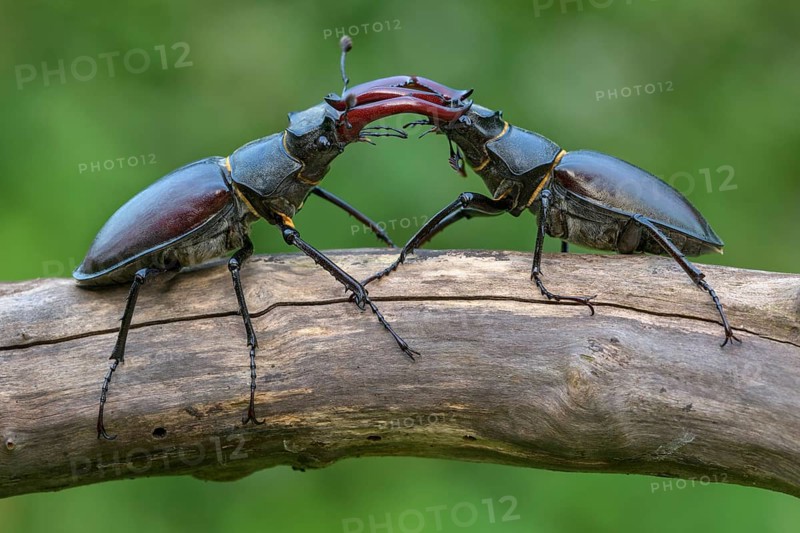 Stag beetle,