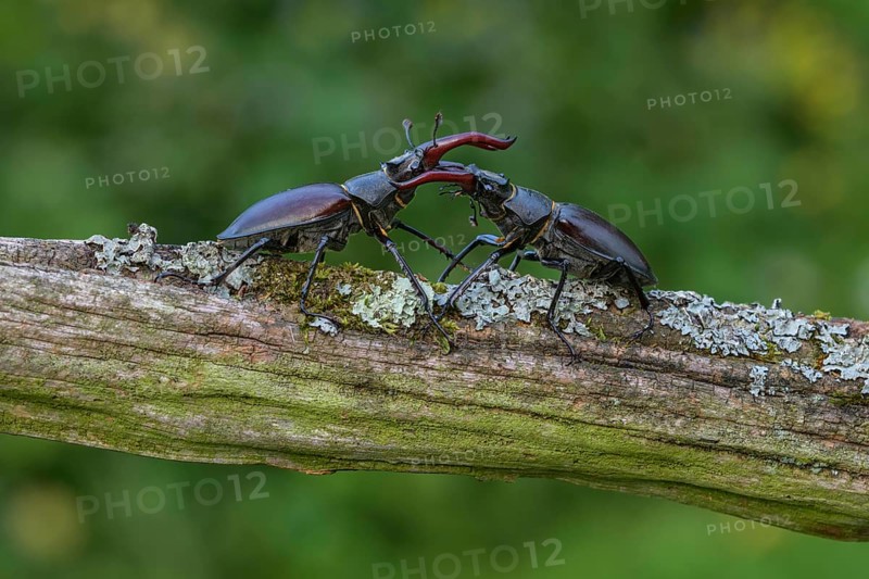 Stag beetle,