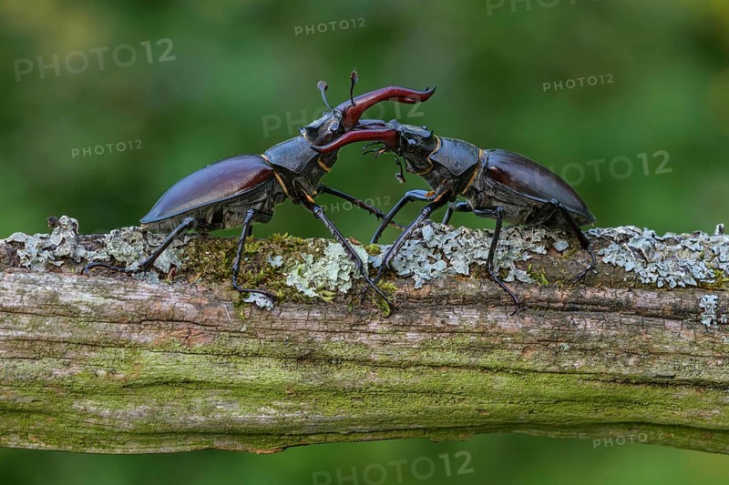 Stag beetle,