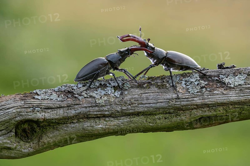 Stag beetle,