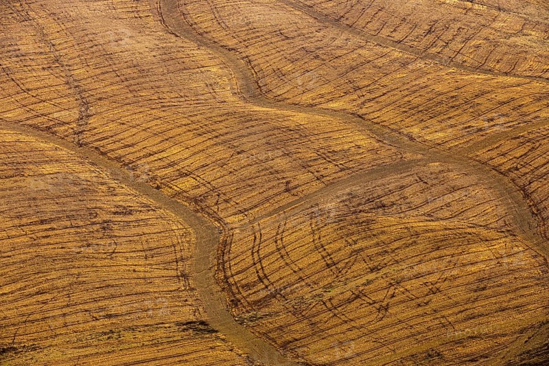 Striking stripes in a cornfield after harvest, near Asciano