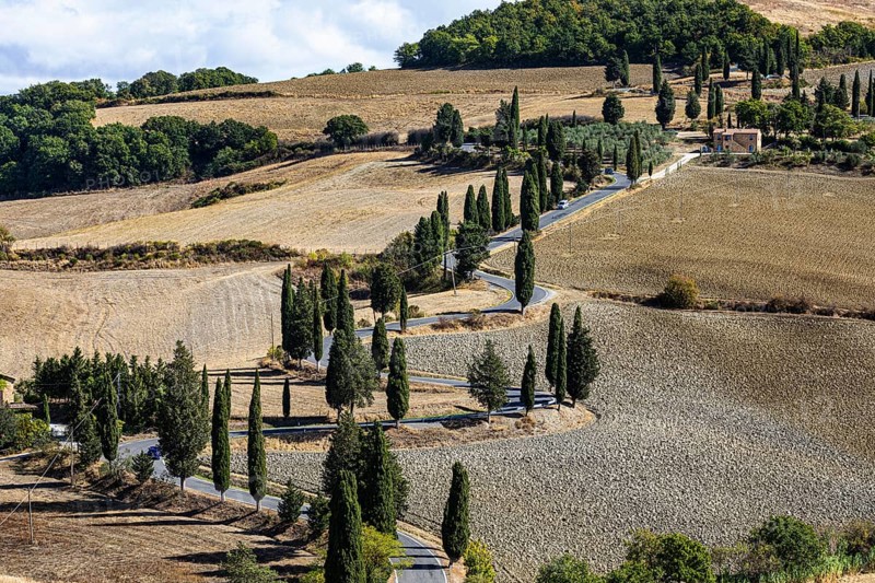 Winding road with cypress trees,