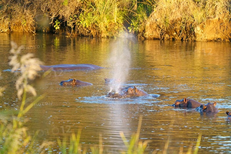 Hippo,