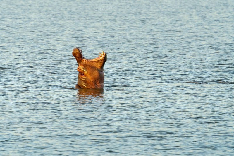 Funny image, Hippo