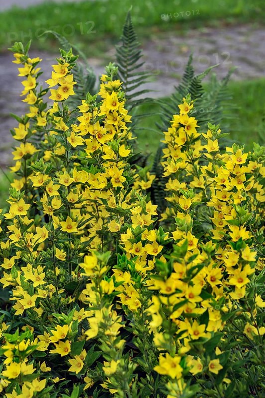 Yellow loosestrife,