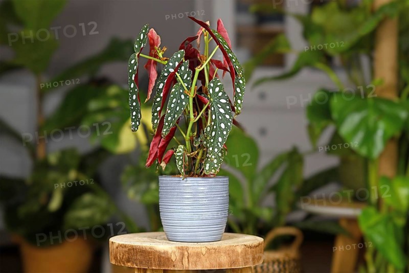 Tropical Begonia Maculata houseplant with white dots in gray ceramic flower pot on wooden plant stand,