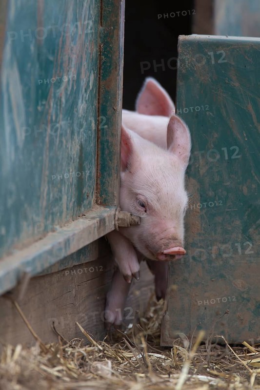 Pig,