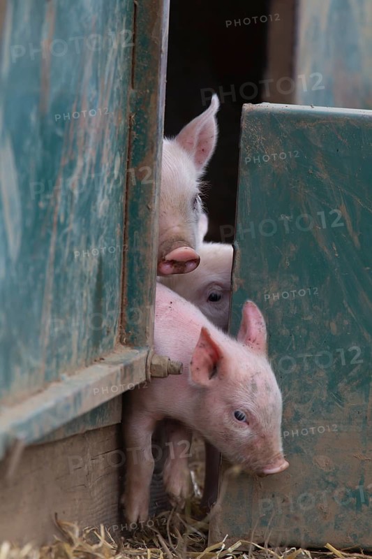 Pig,
