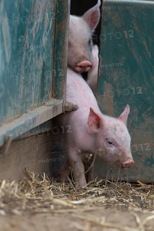 Pig,