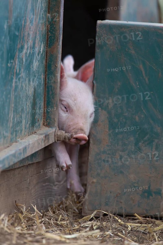Pig,