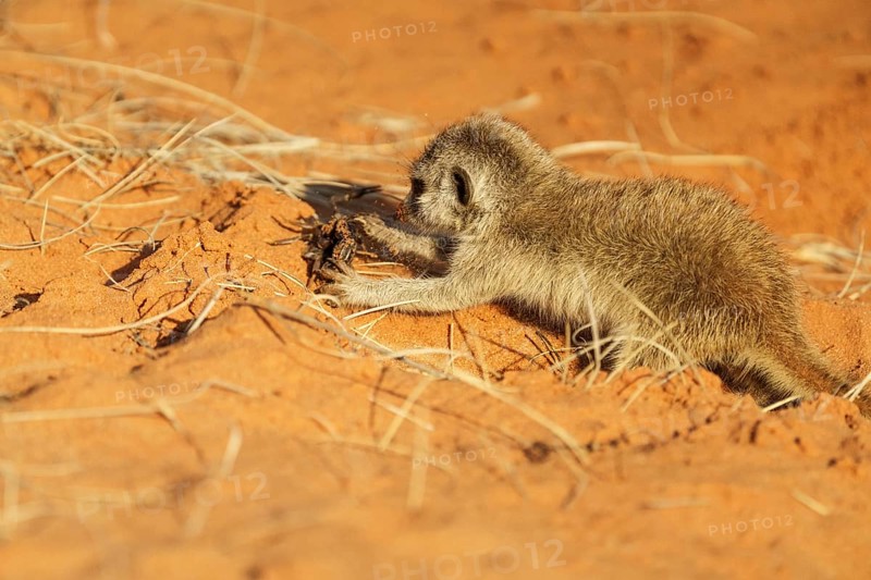 Baby Meerkat,
