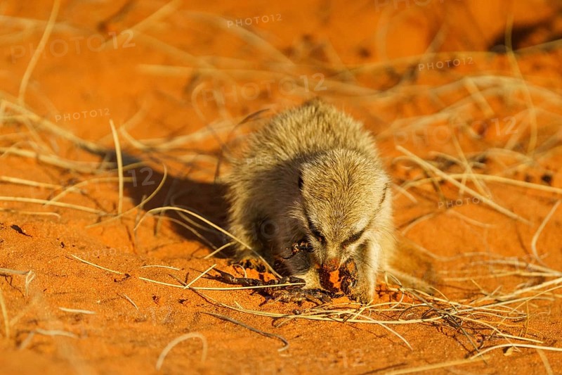 Baby Meerkat,