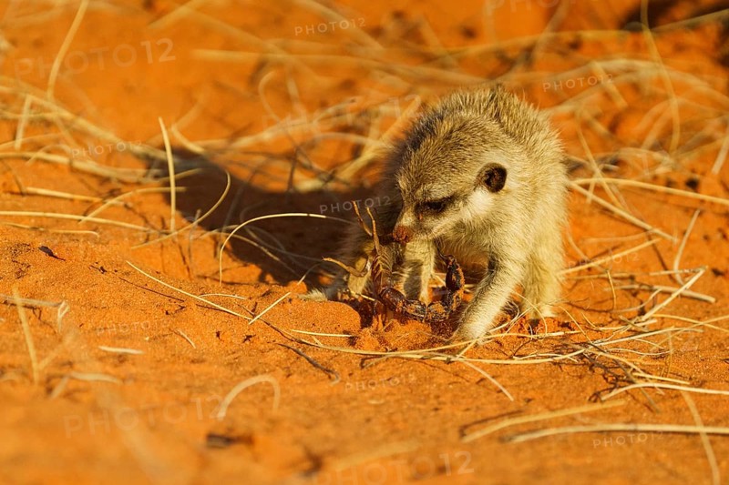 Baby Meerkat,