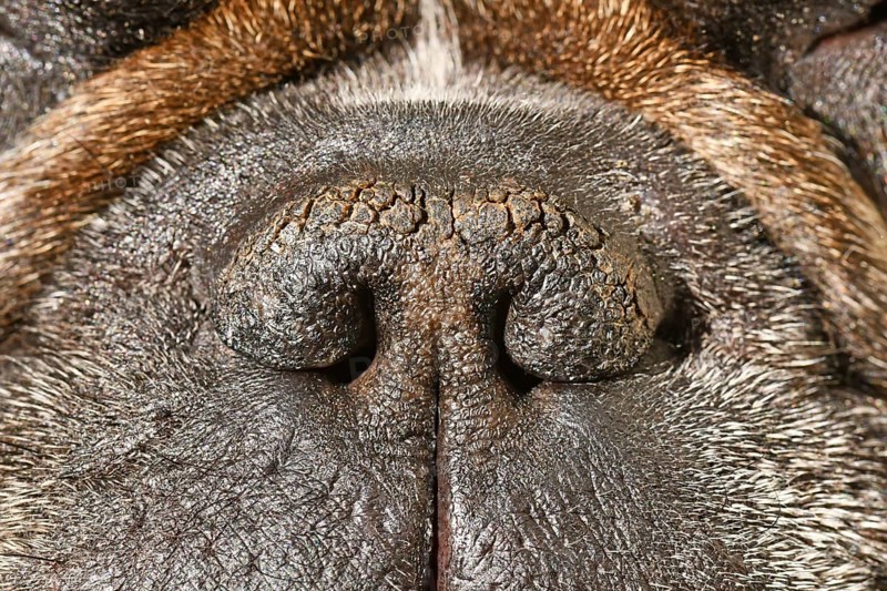 Dry brachycephalic dog nose with narrow nostrils of a French Bulldog,