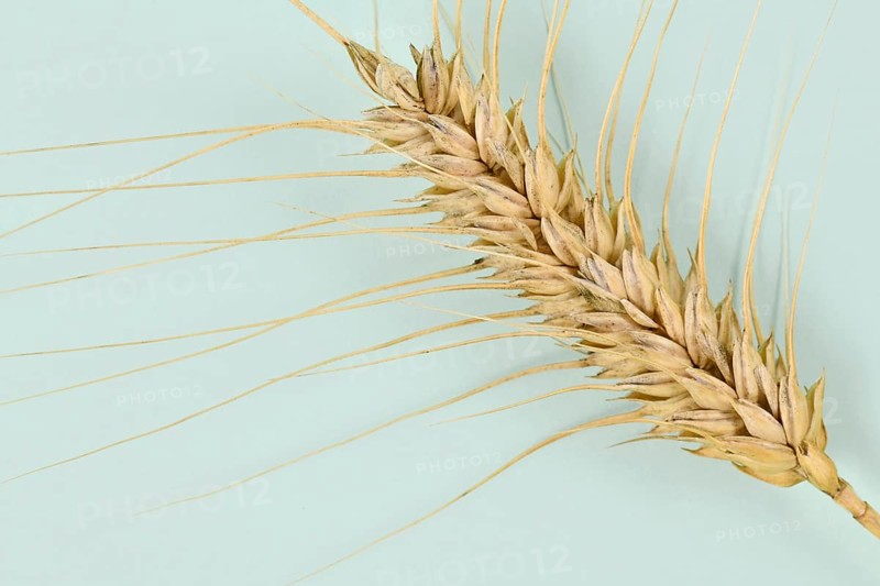 Single piece of ripe durum wheat grain,