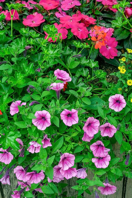 Petunia below and,