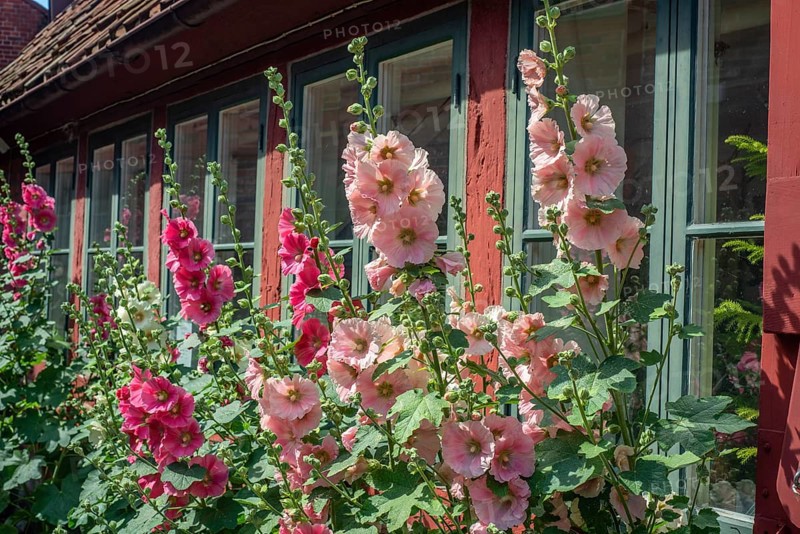 Hollyhocks,