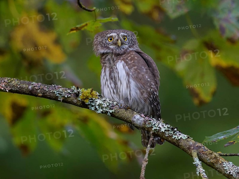 Pygmy Owl,