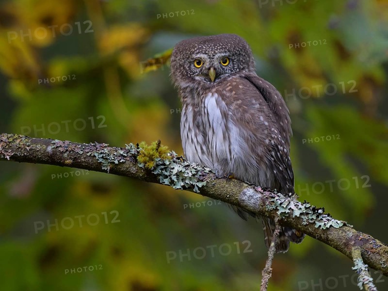 Pygmy Owl,