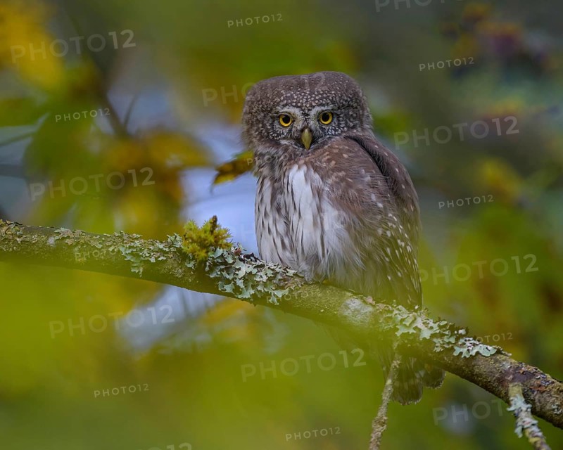 Pygmy Owl,