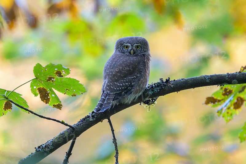 Pygmy Owl,