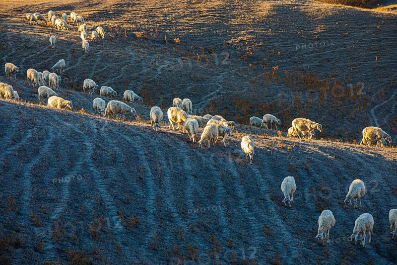 Domestic sheep,
