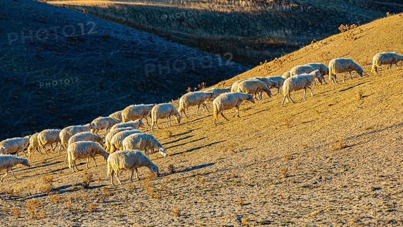 Domestic sheep,