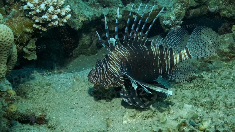 Common Lionfish or Red,