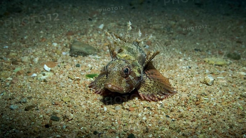 Zebra Lionfish,