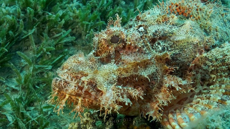Scorpion fish lie on the reef. Bearded Scorpionfish,