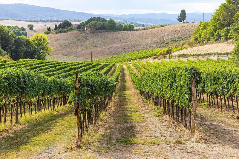 Vineyard, Altesino Winery