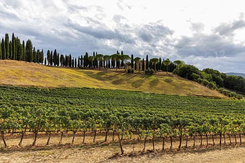 Altesino Winery, framed by cypresses