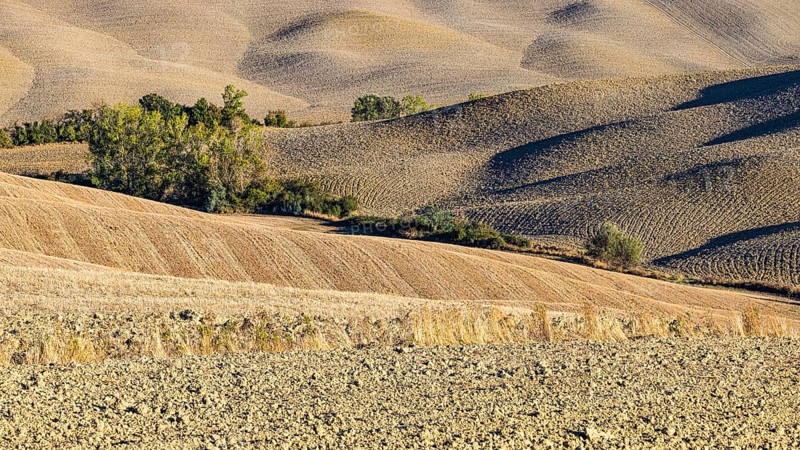 Hilly and ploughed field, near Asciano