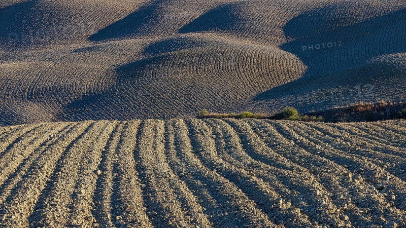 Hilly and ploughed field, near Asciano