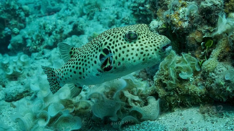 Close-up of Pufferfish,
