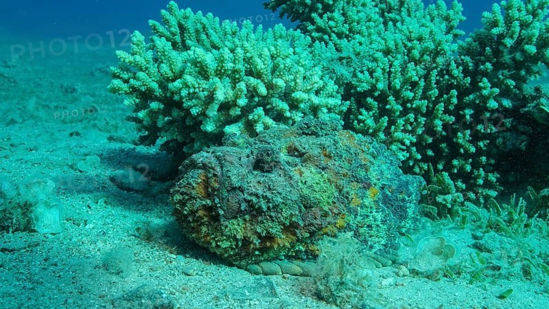 Close-up of the Stonefish lies on sandy bottom covered with green seagrass. Reef Stonefish,