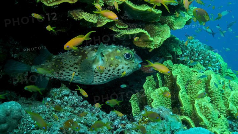 Porcupinefish is hiding under under Lettuce coral. Ajargo, Giant Porcupinefish or Spotted Porcupine Fish