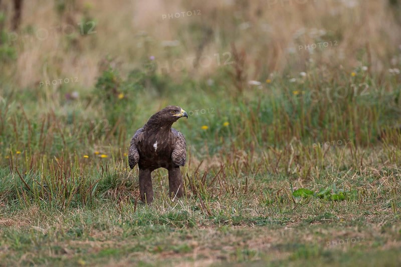 Lesser Spotted Eagle,