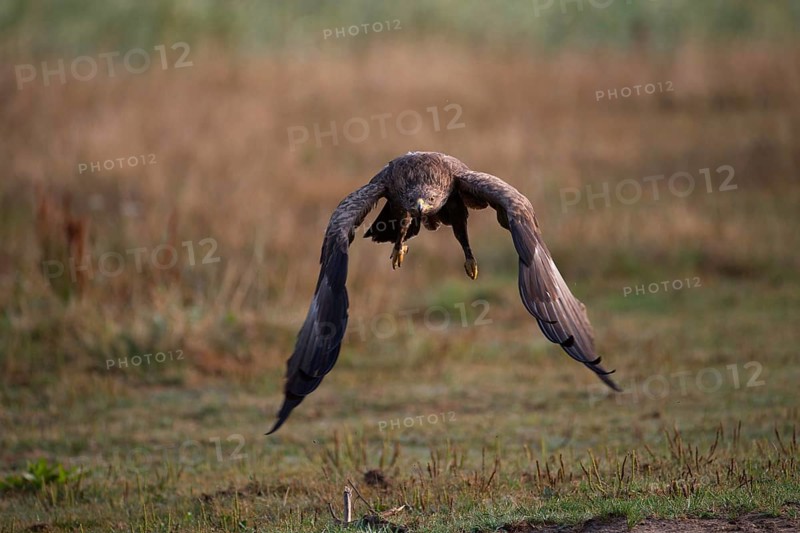 Lesser Spotted Eagle,