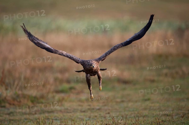 Lesser Spotted Eagle,
