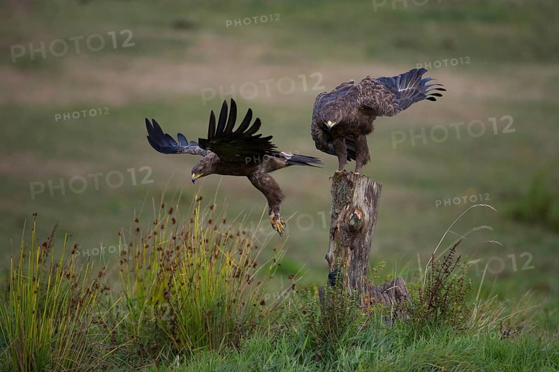 Lesser Spotted Eagle,