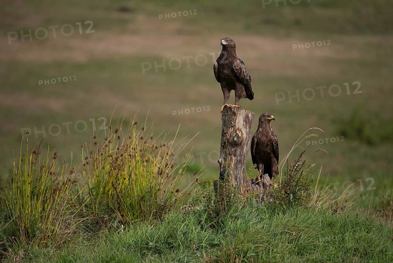 Lesser Spotted Eagle,