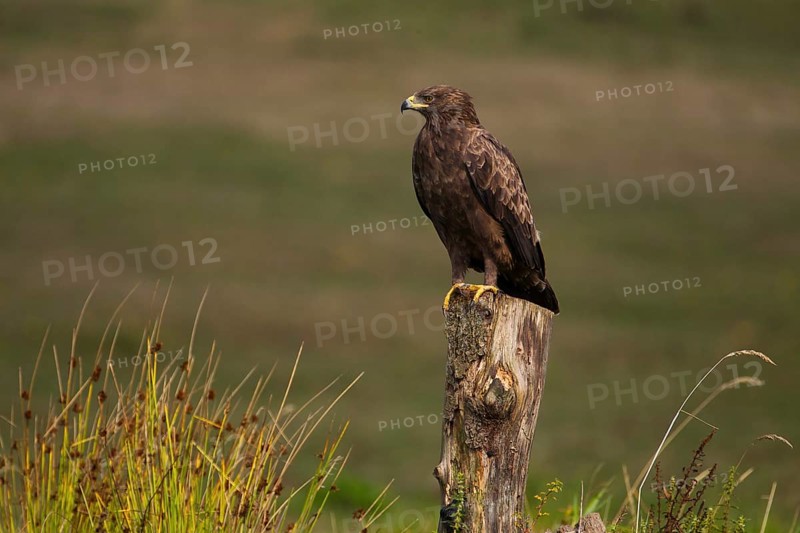 Lesser Spotted Eagle,