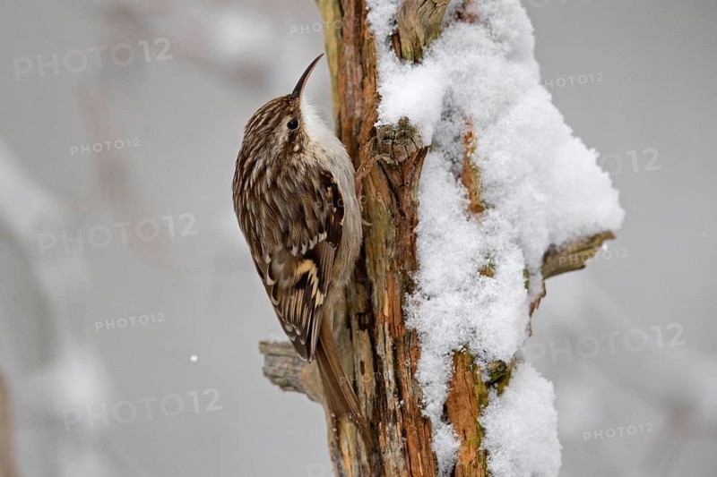 Short-toed treecreeper,
