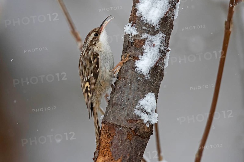 Short-toed treecreeper,