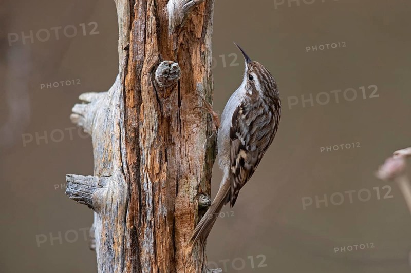 Short-toed treecreeper,