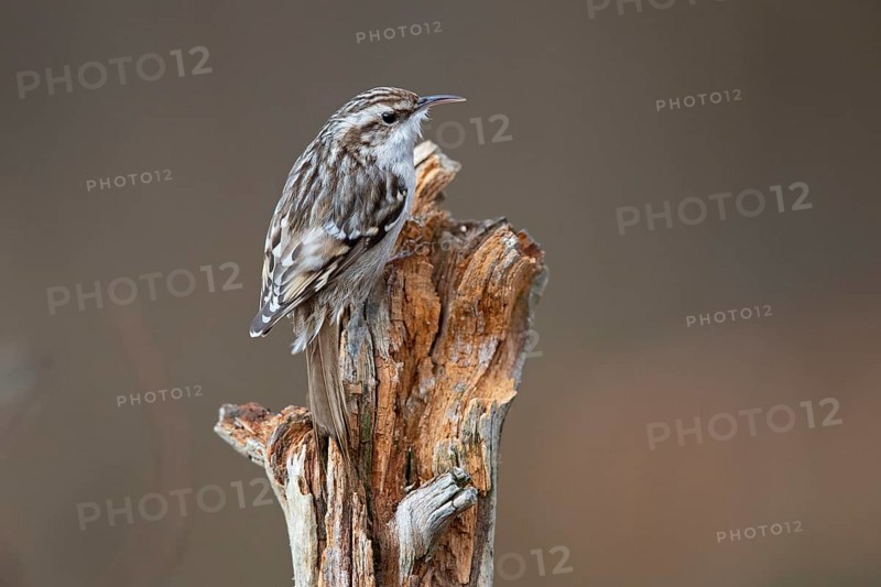 Short-toed treecreeper,