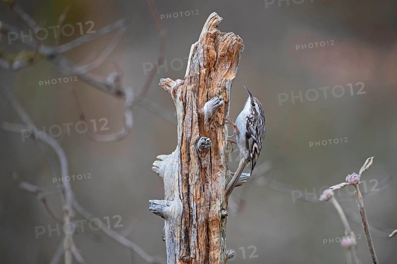 Short-toed treecreeper,