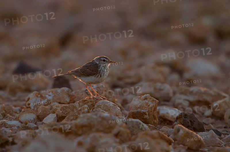 Berthelot's pipit,