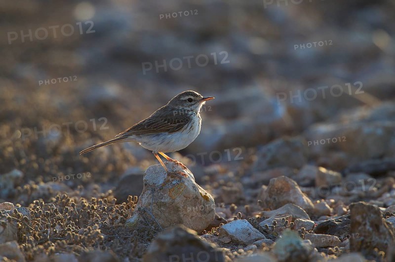 Berthelot's pipit,
